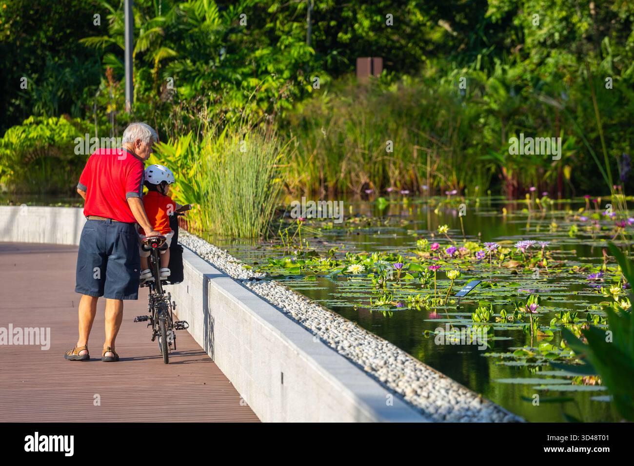 Vieux grand-père asiatique et petit-fils à vélo, se liant et admirant les nénuphars sur l'étang au jardin japonais, Singapour. Banque D'Images