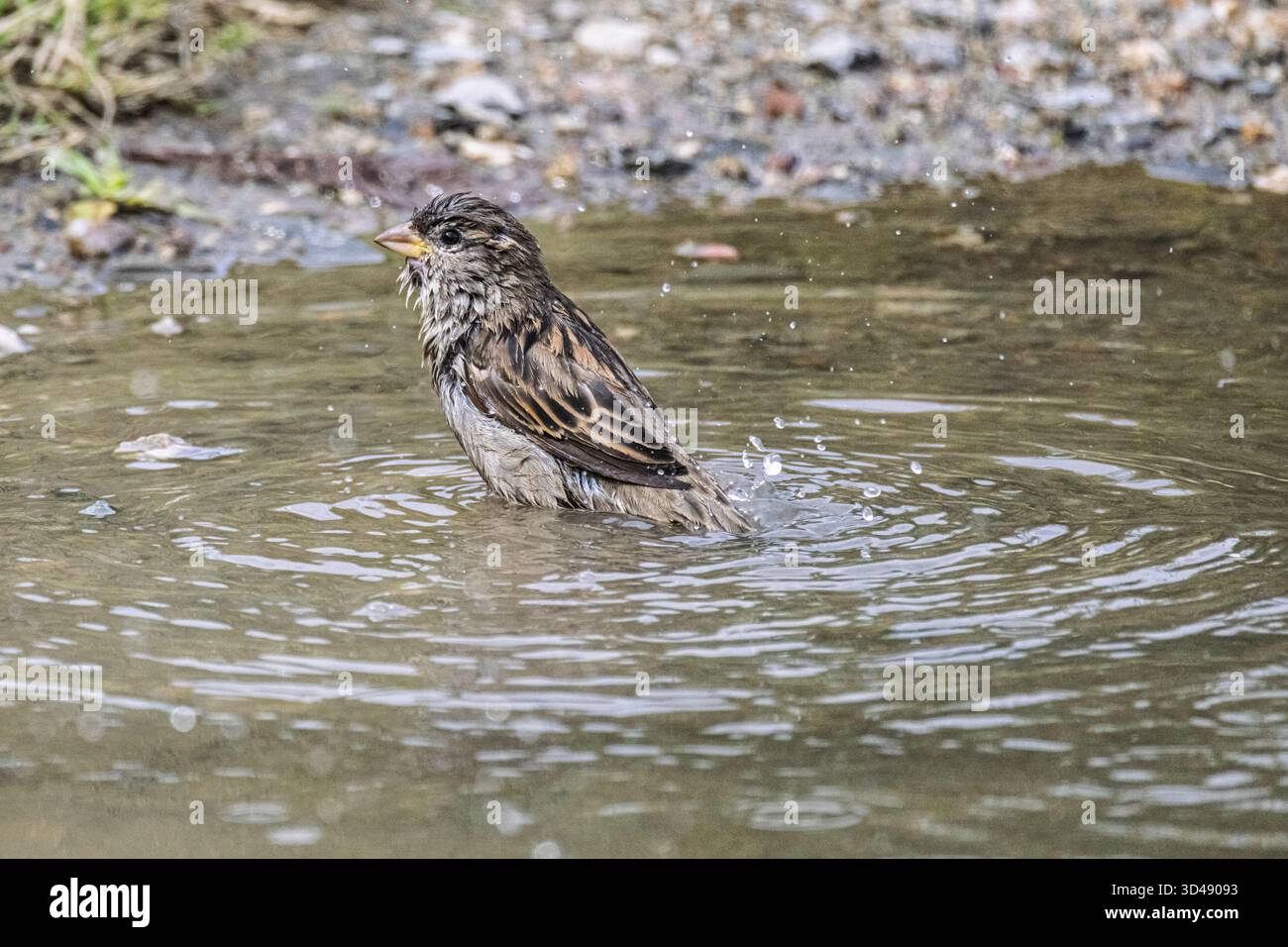Le moineau prend un bain, le moineau de haie de dunnock (Prunella modularis), est un petit passereau, ou oiseau perché, trouvé dans toute l'Europe tempérée Banque D'Images