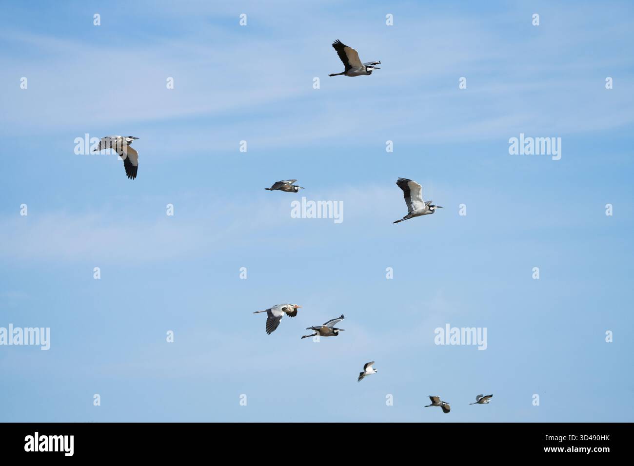 Grand troupeau de hérons bleu (Ardea herodias), volant. Arrière-plan beau ciel bleu avec des nuages blancs doux. Parc national de South Luangwa, Zambie, Afrique Banque D'Images