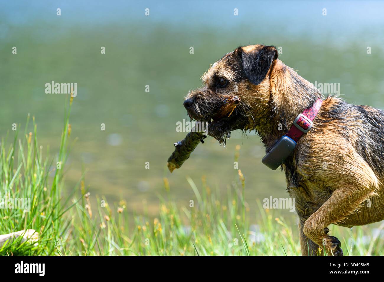 Border Terrier avec bâton et tracker Banque D'Images