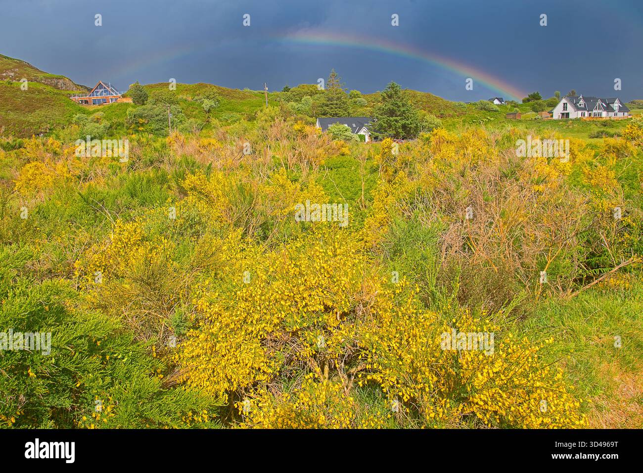 Gorse dorée en pleine floraison sous un arc-en-ciel vif, capturant un moment de beauté naturelle et de changement de temps dans un paysage de campagne spectaculaire Banque D'Images