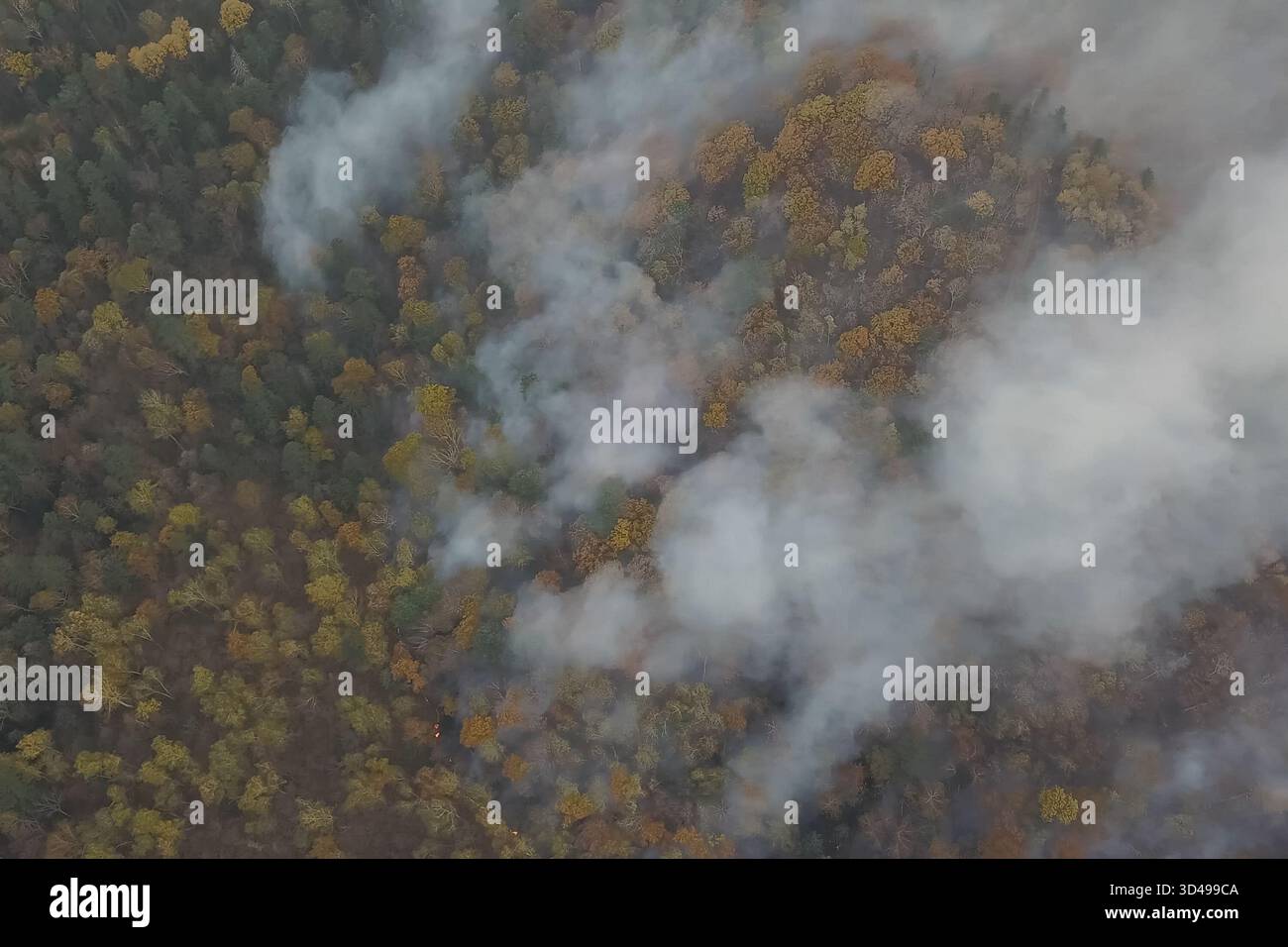 Feu dans la forêt, arbres en feu et herbe. Feux naturels en Russie. Banque D'Images