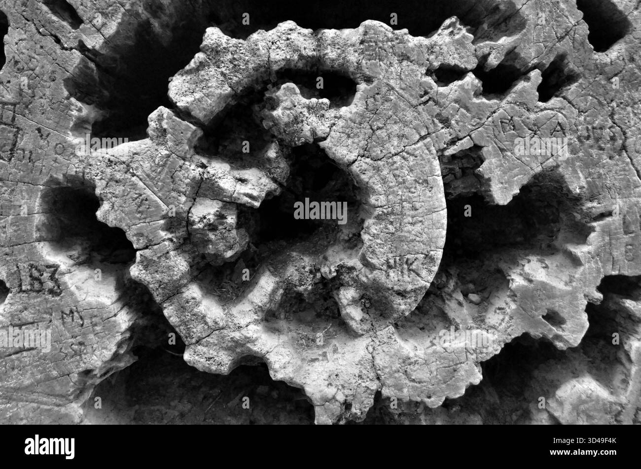 Photographie macro noir et blanc d'un tronc de séquoia altéré avec des initiales sculptées, Muir Woods National Monument, Californie, États-Unis. Texture du bois Banque D'Images