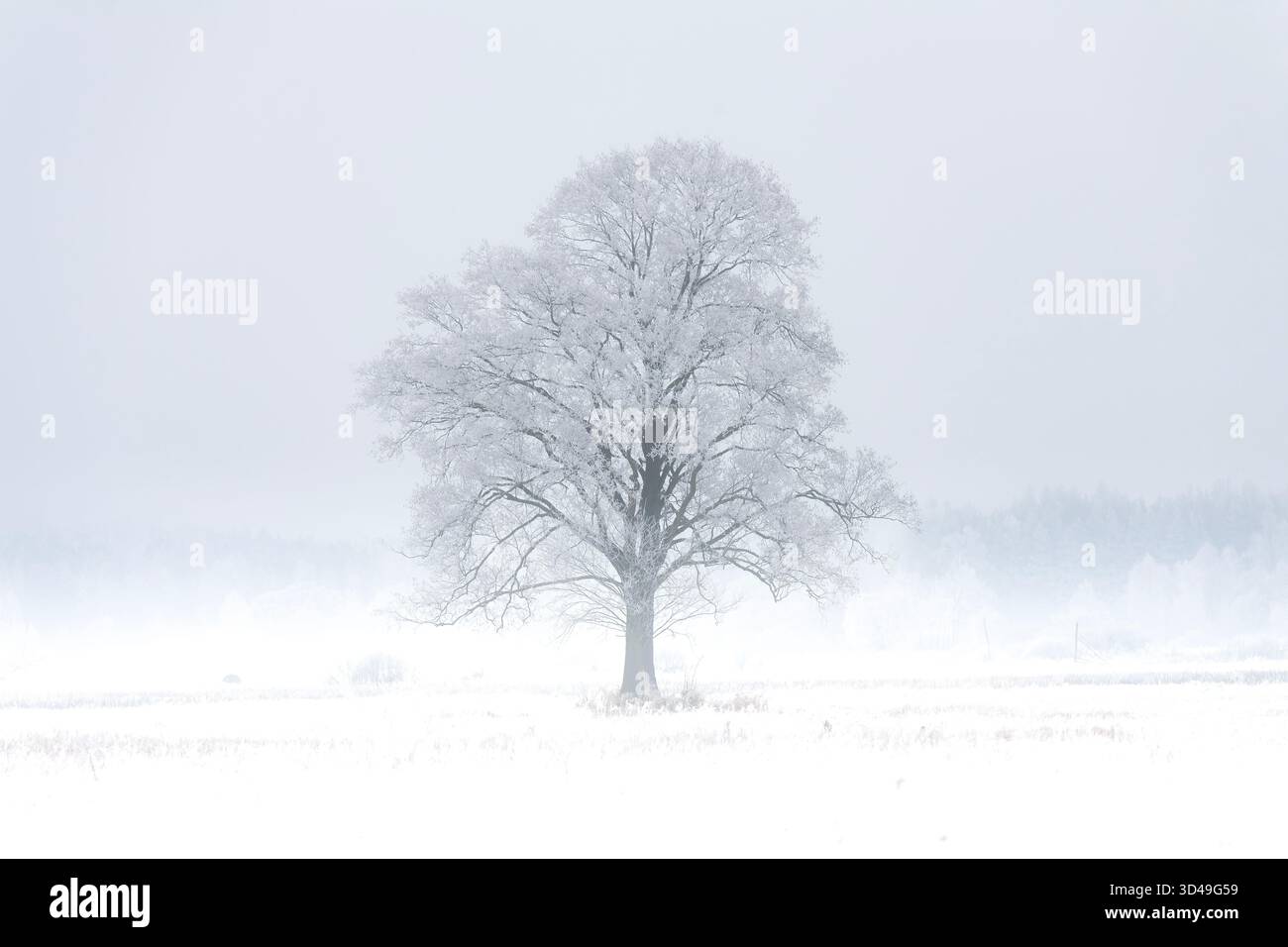 Un arbre majestueux et solitaire debout au milieu du paysage immaculé et enneigé de la forêt de Bialowieza en Pologne, ses branches sont minutieusement délimitées Banque D'Images