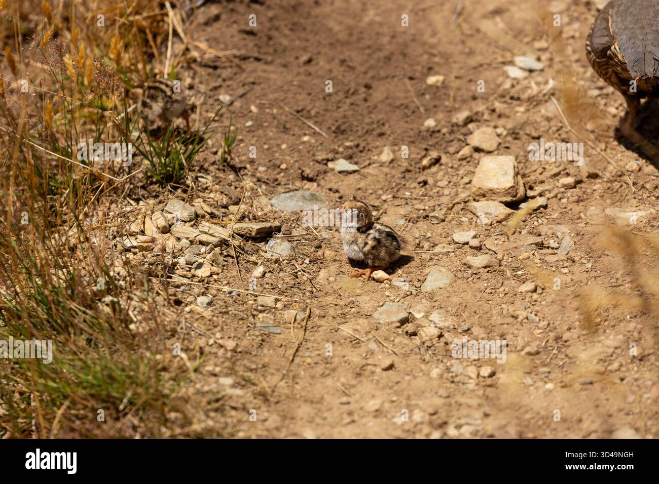 Baby California Quail dehors sur une piste près de Queenstown, Otago, Nouvelle-Zélande Banque D'Images