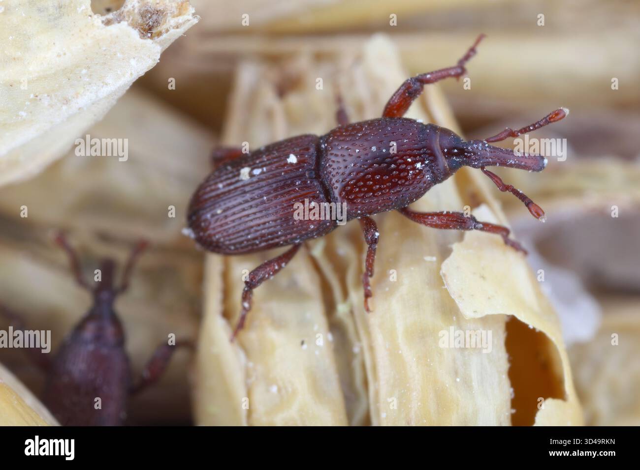 Charançon du blé (Sitophilus granarius) parmi les grains de blé. Banque D'Images