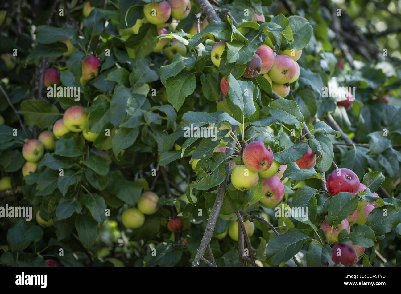 Pommes rouge-jaune (Malus) accrochées à une branche, Finlande Banque D'Images