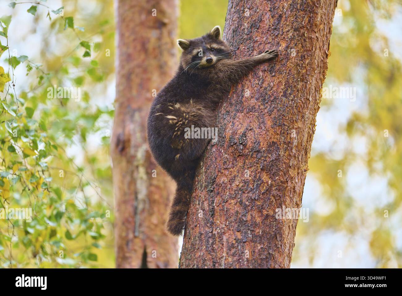 Un raton laveur s'accroche à un arbre dans la forêt d'automne, raton laveur (Procyon lotor), automne, Allemagne Banque D'Images