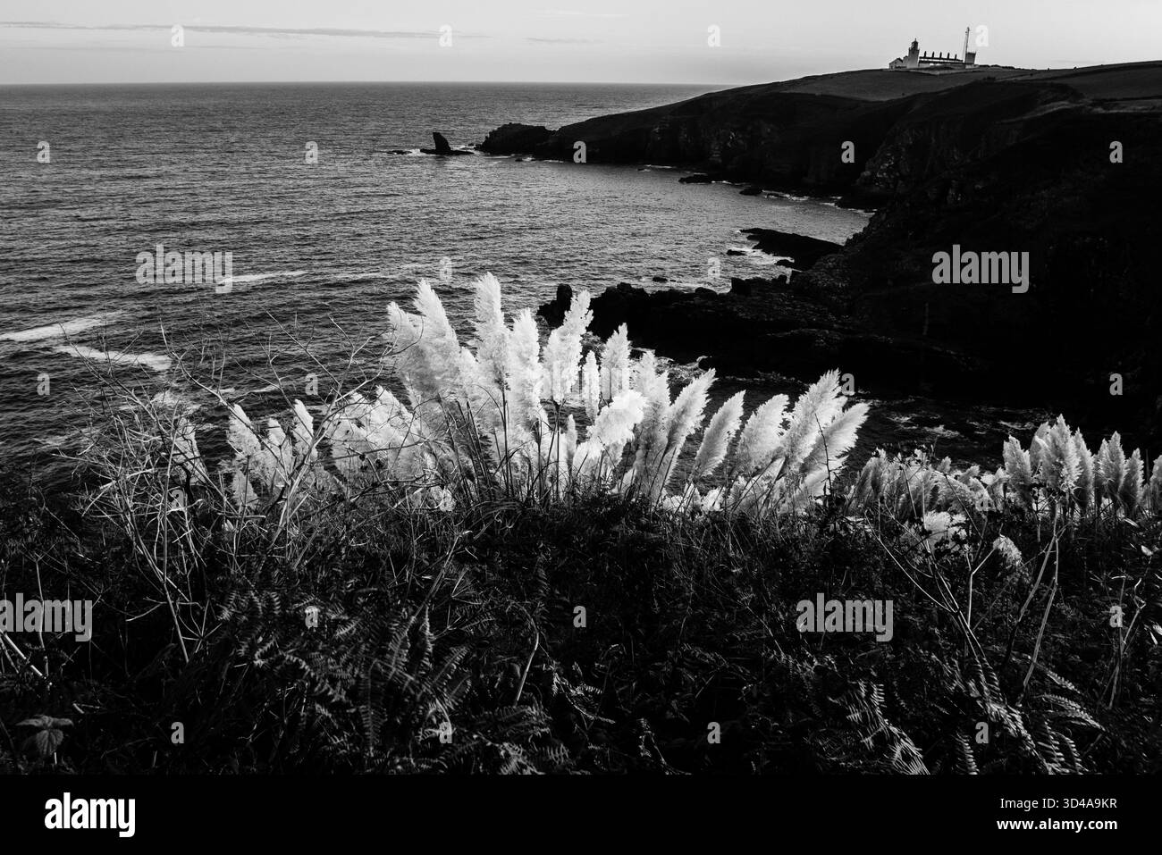 Herbe envahissante de Pampas Cortaderia Selloana poussant à l'état sauvage sur les falaises au-dessus de Housel Bay, péninsule de Lizard, Cornouailles. Phare de lézard au loin. Banque D'Images