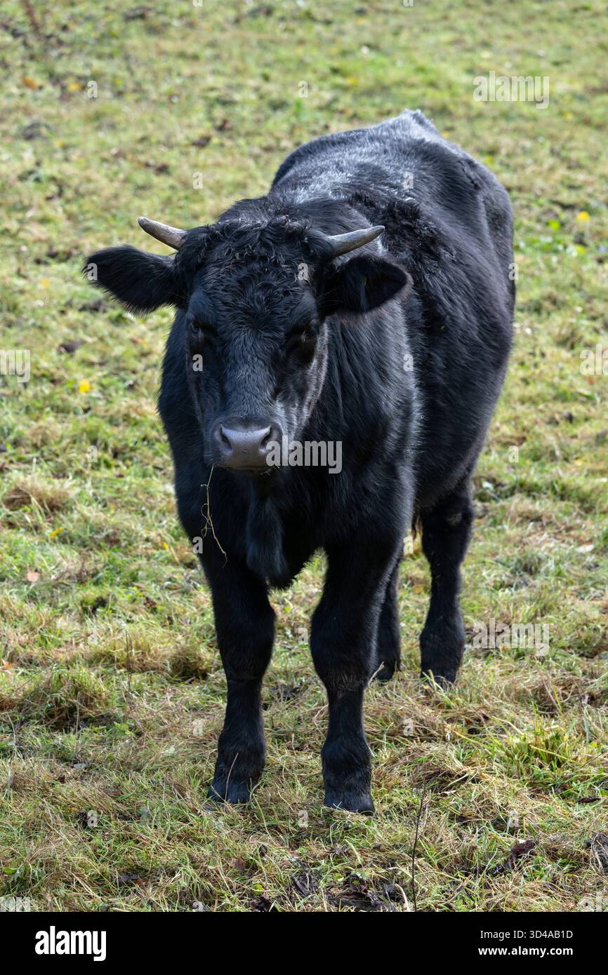 Gros plan de la vache noire en plein air dans la campagne anglaise en automne. Banque D'Images