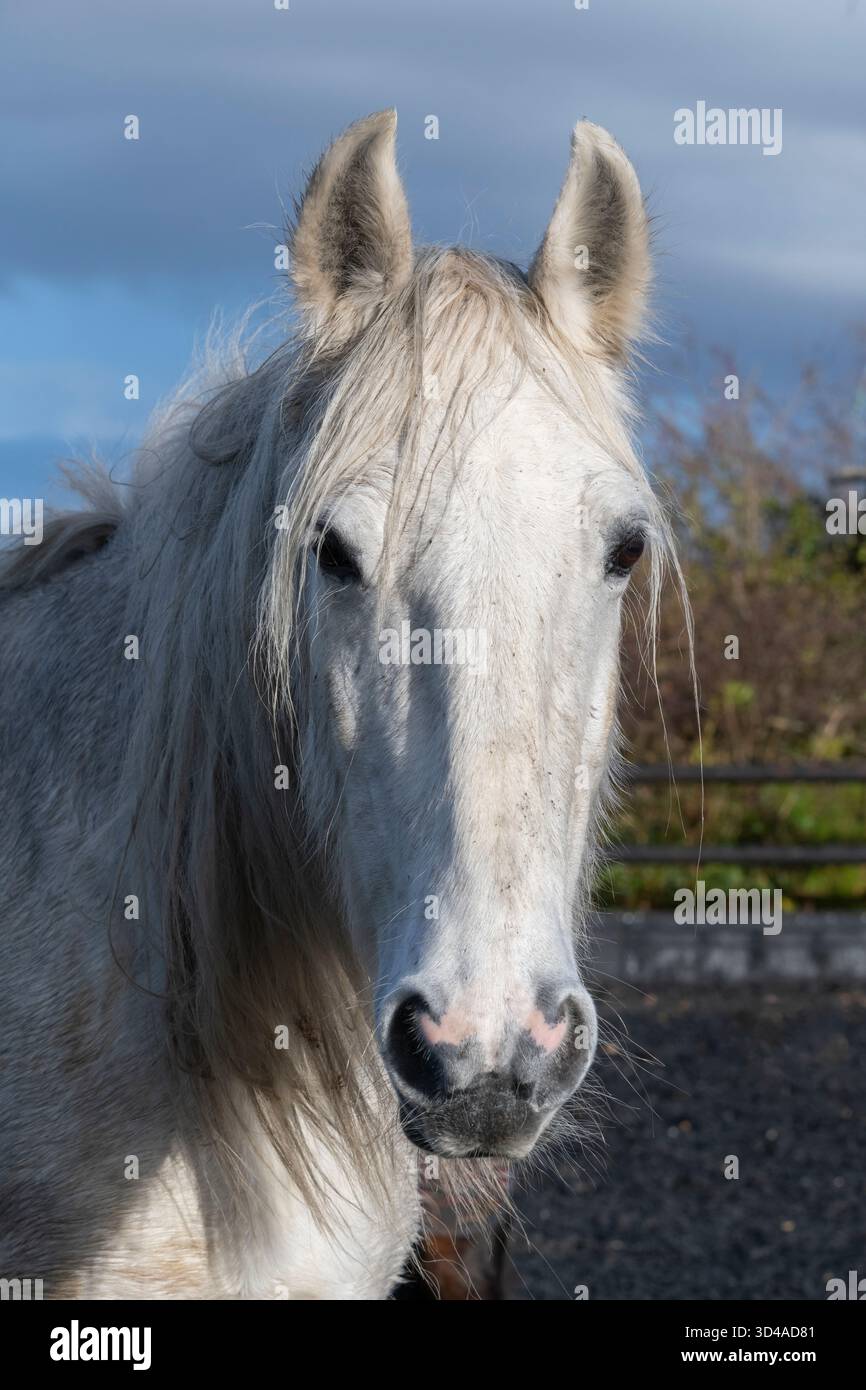 Cheval gris mature avec une longue crinière à l'extérieur sous le soleil d'automne. Banque D'Images