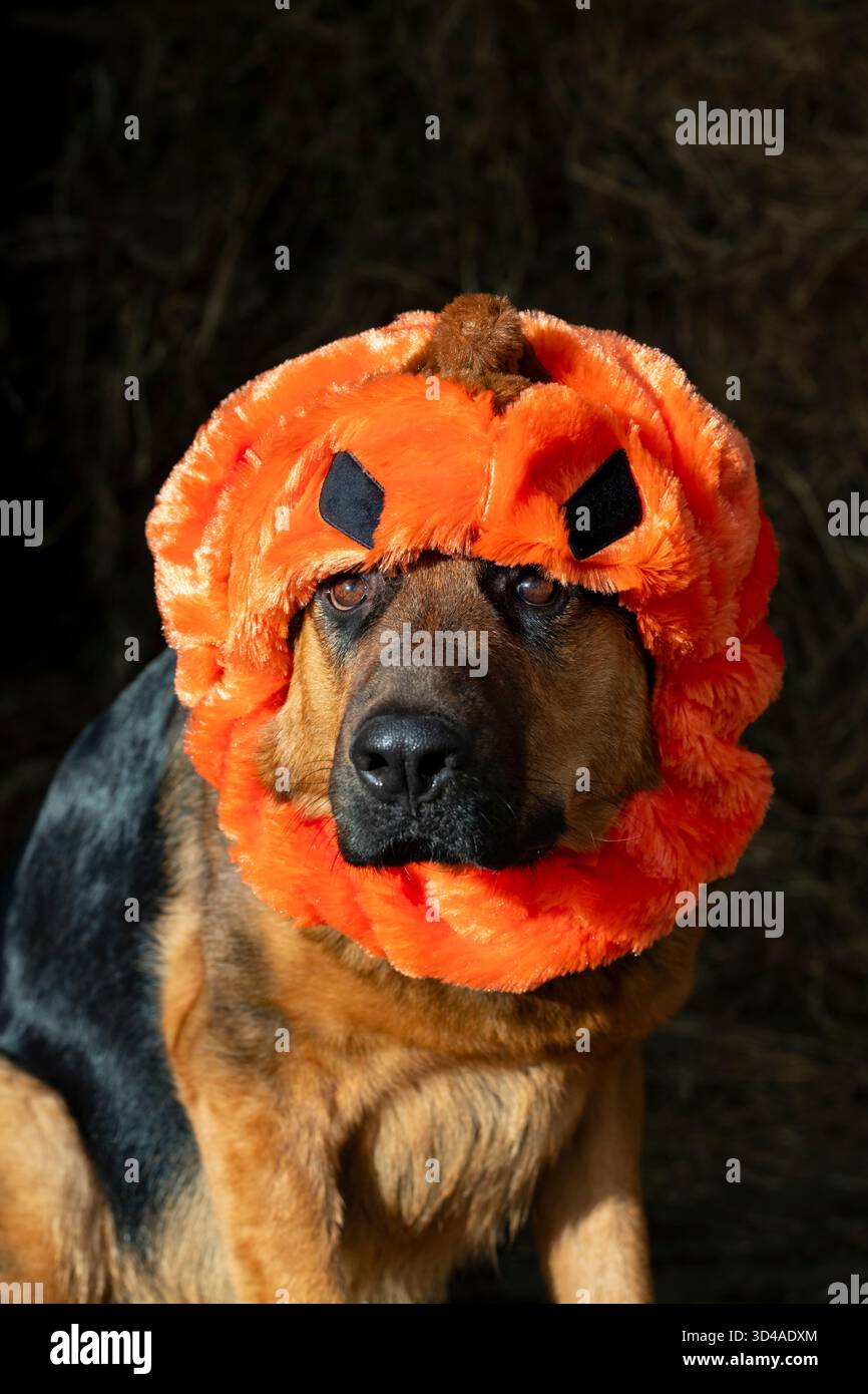 Chien Berger allemand portant un costume drôle de citrouille Halloween Banque D'Images