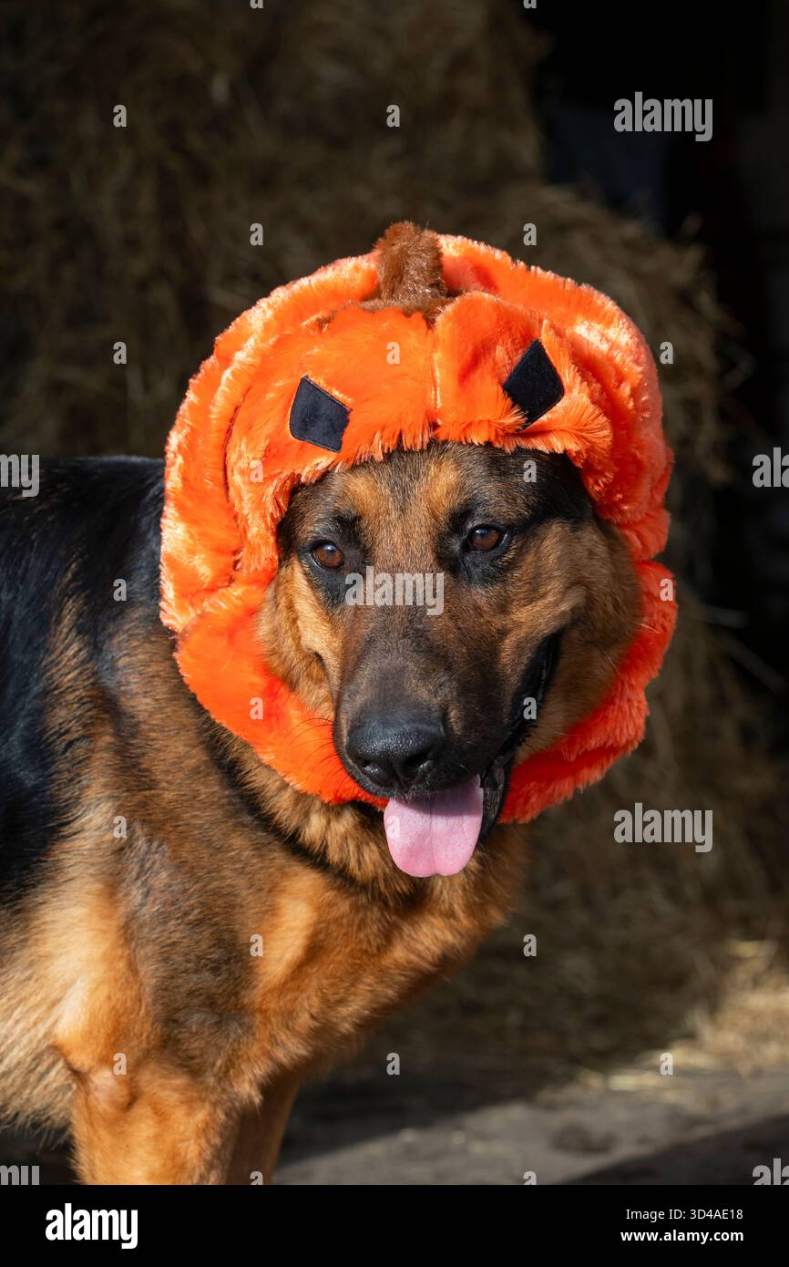 Chien Berger allemand portant un costume drôle de citrouille Halloween Banque D'Images
