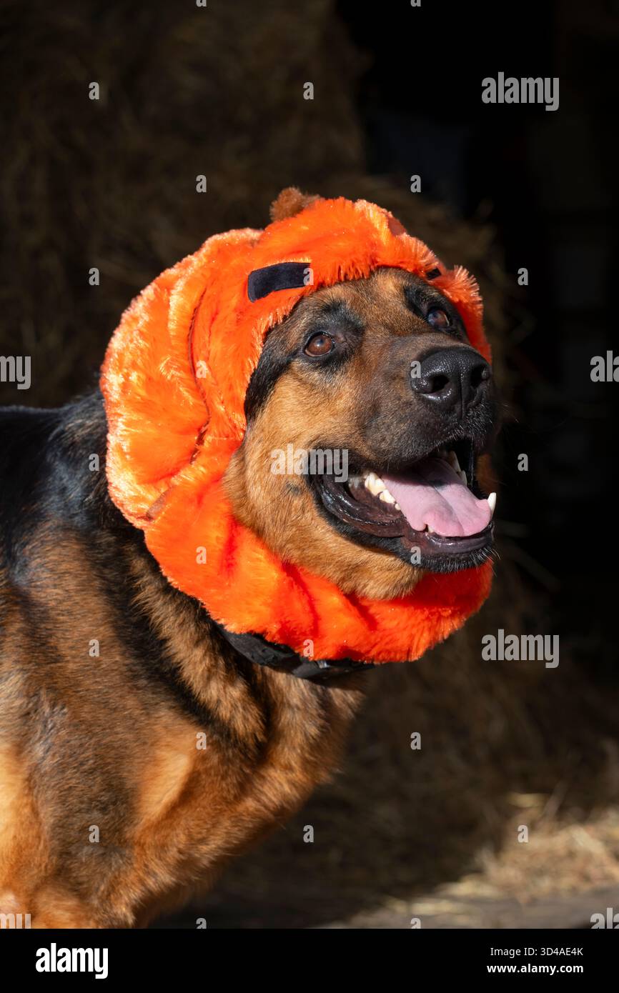 Chien Berger allemand portant un costume drôle de citrouille Halloween Banque D'Images