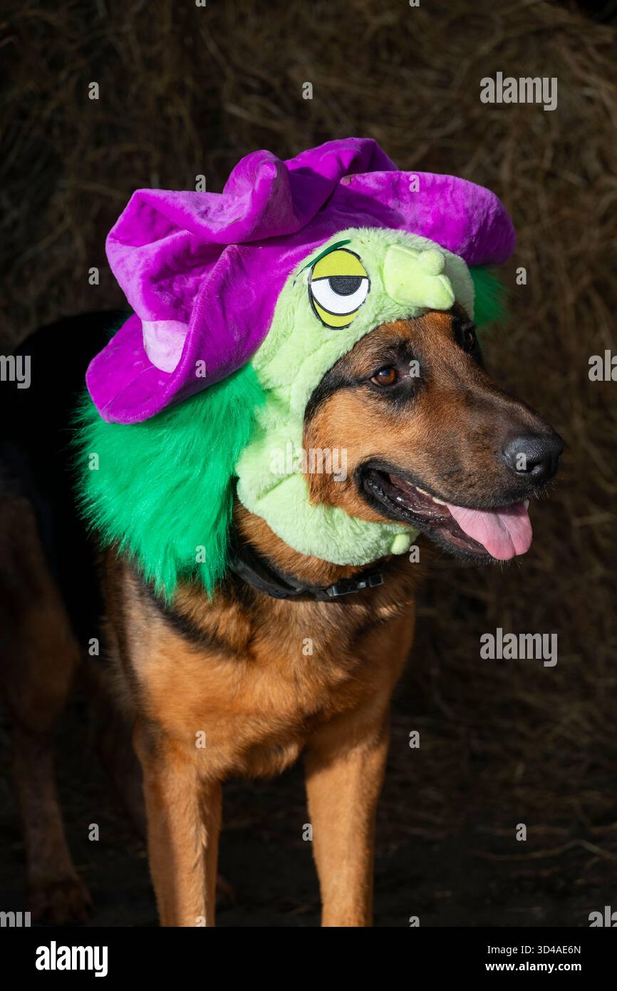 Chien Berger allemand portant un costume drôle d'Halloween Banque D'Images