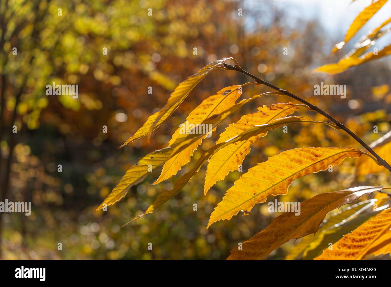 Les frondes de châtaigniers sucrés ensoleillées s'élancent d'une brindille contre des couleurs automnales douces. Les lames mouchetées présentent des dentelures nettes. Banque D'Images