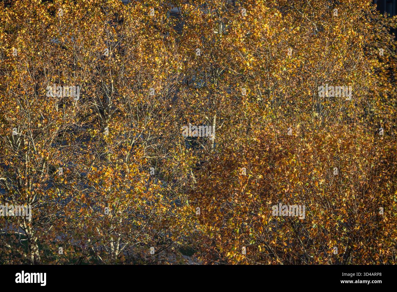 fermez la récolte des feuilles d'automne mortes sur les arbres Banque D'Images