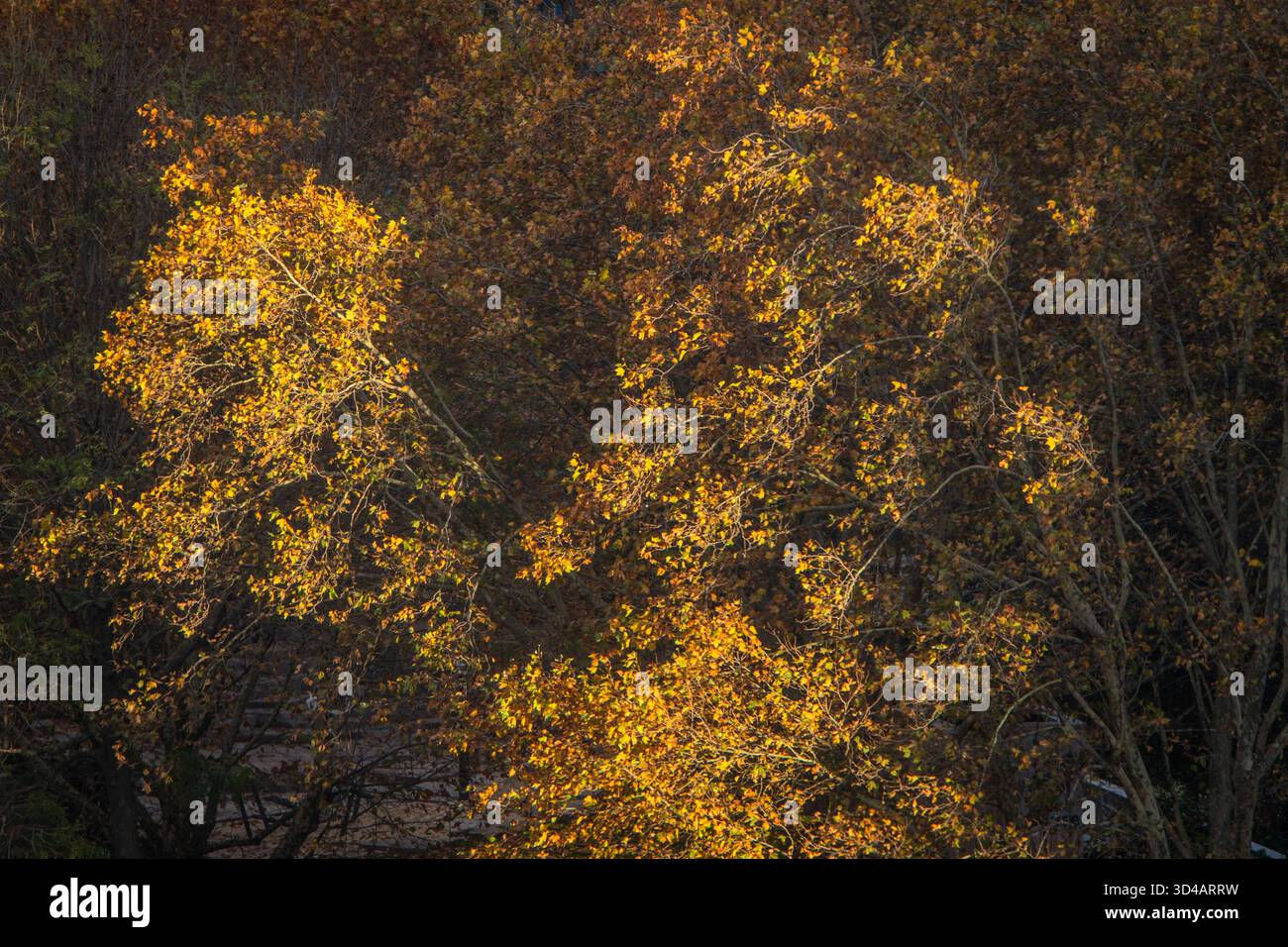 fermez la récolte des feuilles d'automne mortes sur les arbres Banque D'Images