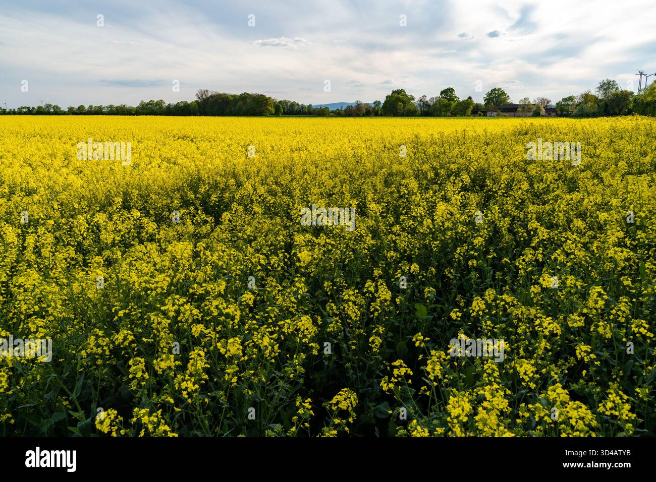 Vaste champ de colza jaune en pleine floraison sous un ciel printanier nuageux dans la campagne. Banque D'Images