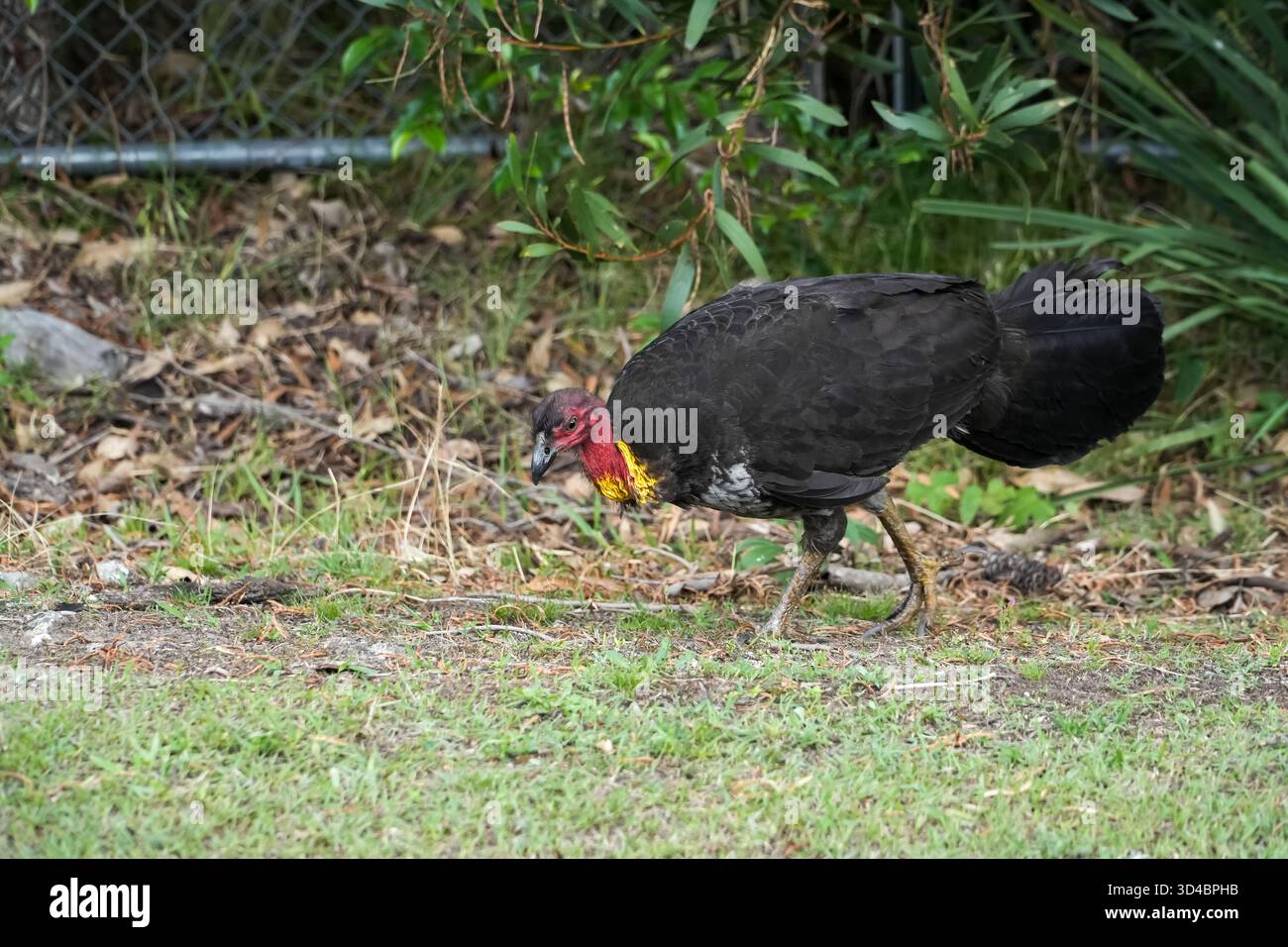 la dinde de brousse australienne, un grand oiseau vivant au sol, a été vu chercher de la nourriture dans son habitat naturel australien. Comporte un plumage noir, une tête rouge, un Banque D'Images