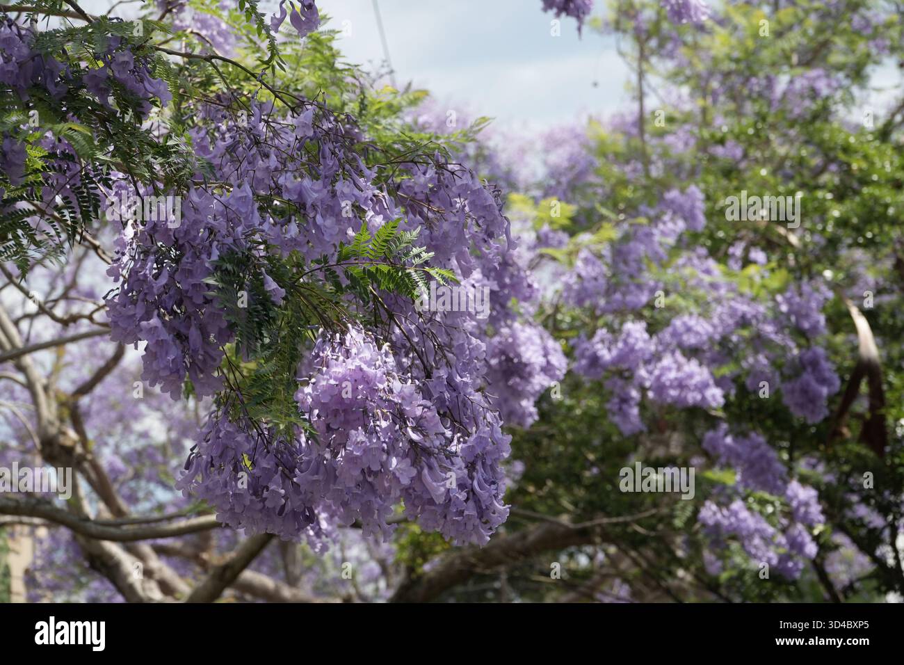 Jacaranda arbre avec des fleurs violettes vibrantes en pleine floraison. Branches chargées de fleurs de lavande contre un ciel lumineux, caractéristique du printemps à Sydn Banque D'Images