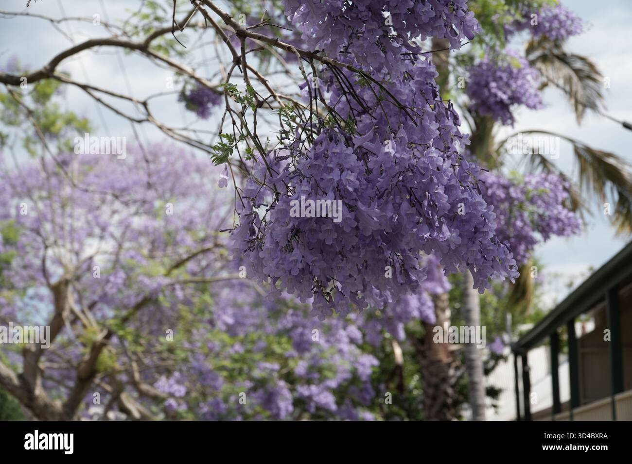 Branches d'arbre de Jacaranda couvertes de fleurs violettes vibrantes sur un fond doux à Sydney, en Australie, signifiant le printemps. Banque D'Images