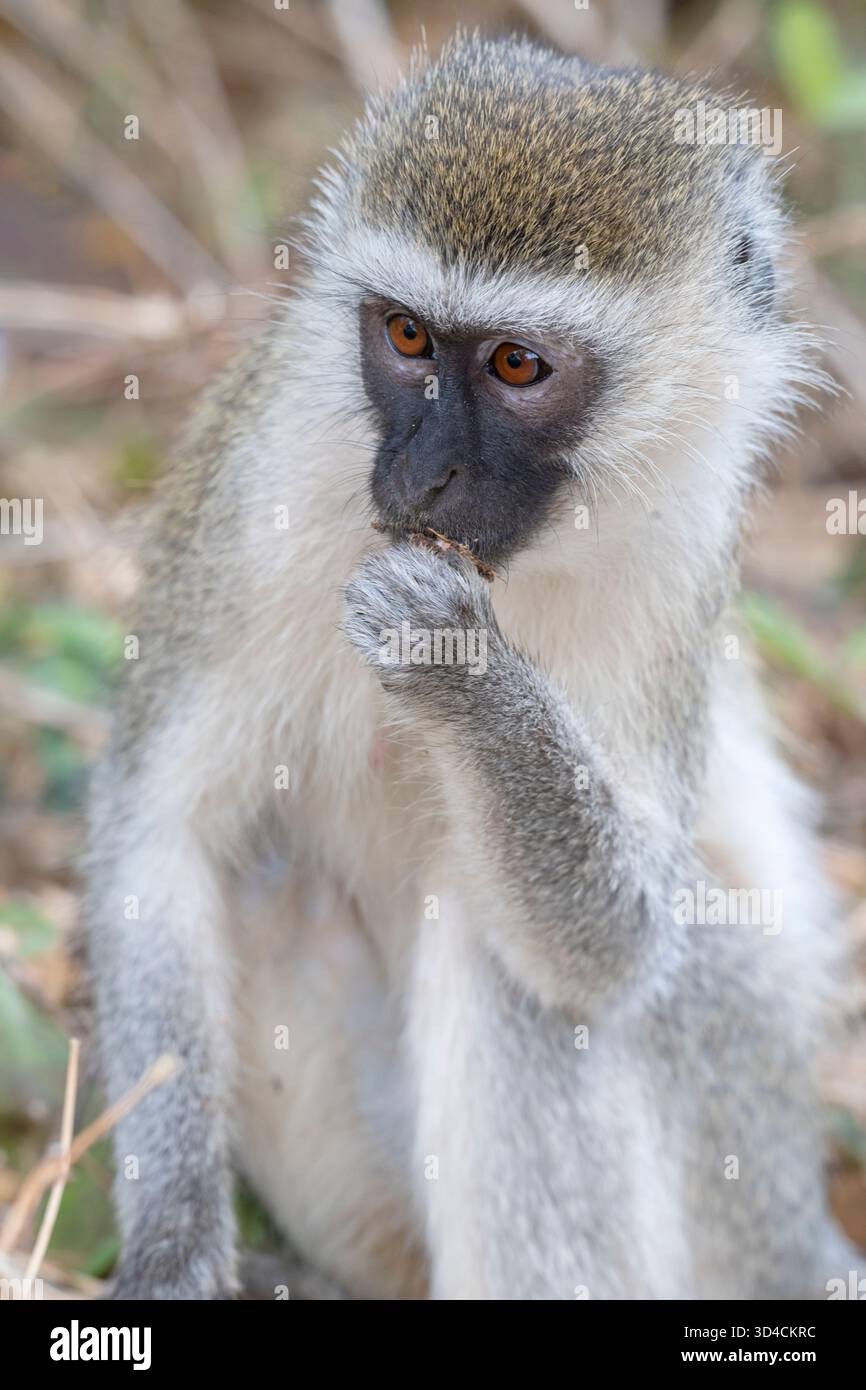Singe vervet (Chlorocebus pygerythrus) dans le parc national de Tsavo East, Kenya Banque D'Images