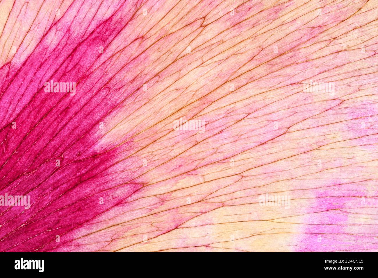 Macro texture de pétales de fleur dans les tons rose et pêche avec de fines veines naturelles et une structure translucide délicate. Banque D'Images