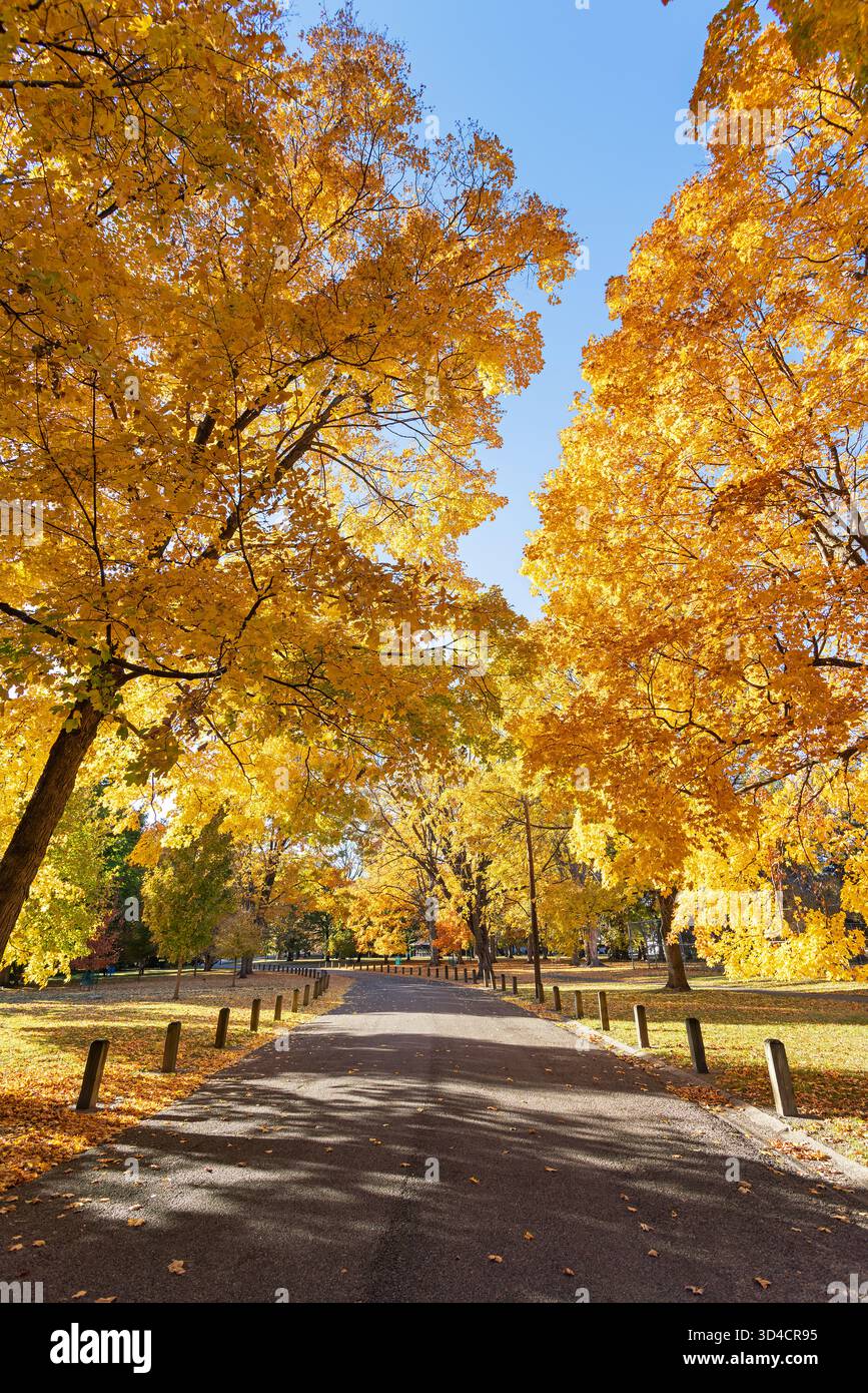 Arbres d'automne à Crapo Park à Burlington, Iowa en novembre après une saison exceptionnellement chaude et sèche. Banque D'Images