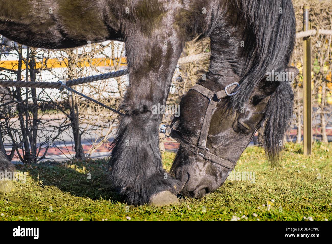 Cheval frison noir sur la pelouse portrait en gros plan Banque D'Images