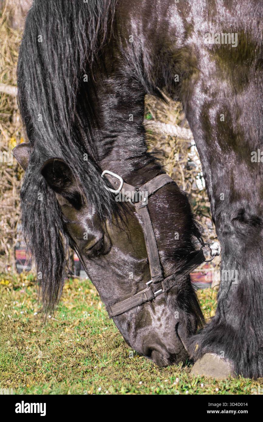 Portrait en gros plan d'un cheval frison noir sur la verticale de la pelouse Banque D'Images