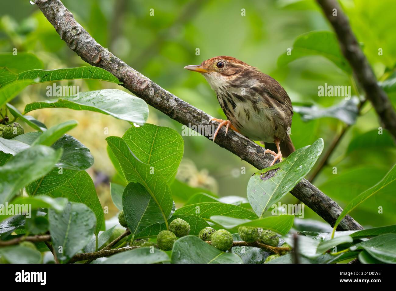 Babbler à gorge bouffée - Pellorneum ruficeps, petit oiseau forestier timide des forêts et des bois d'Asie du Sud-est, Vietnam. Banque D'Images