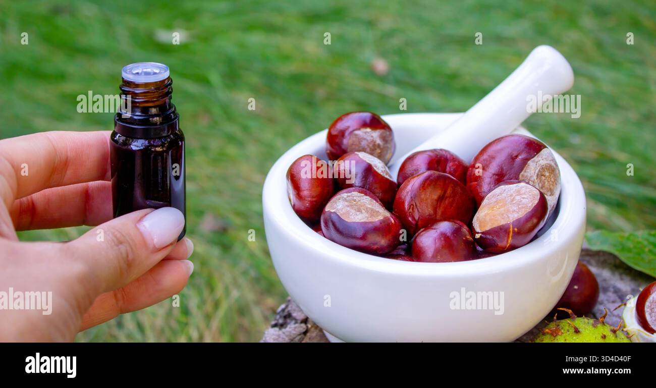 Bouteille d'extrait de châtaignier de cheval tenue à la main. Préparation de phytothérapie naturelle Banque D'Images