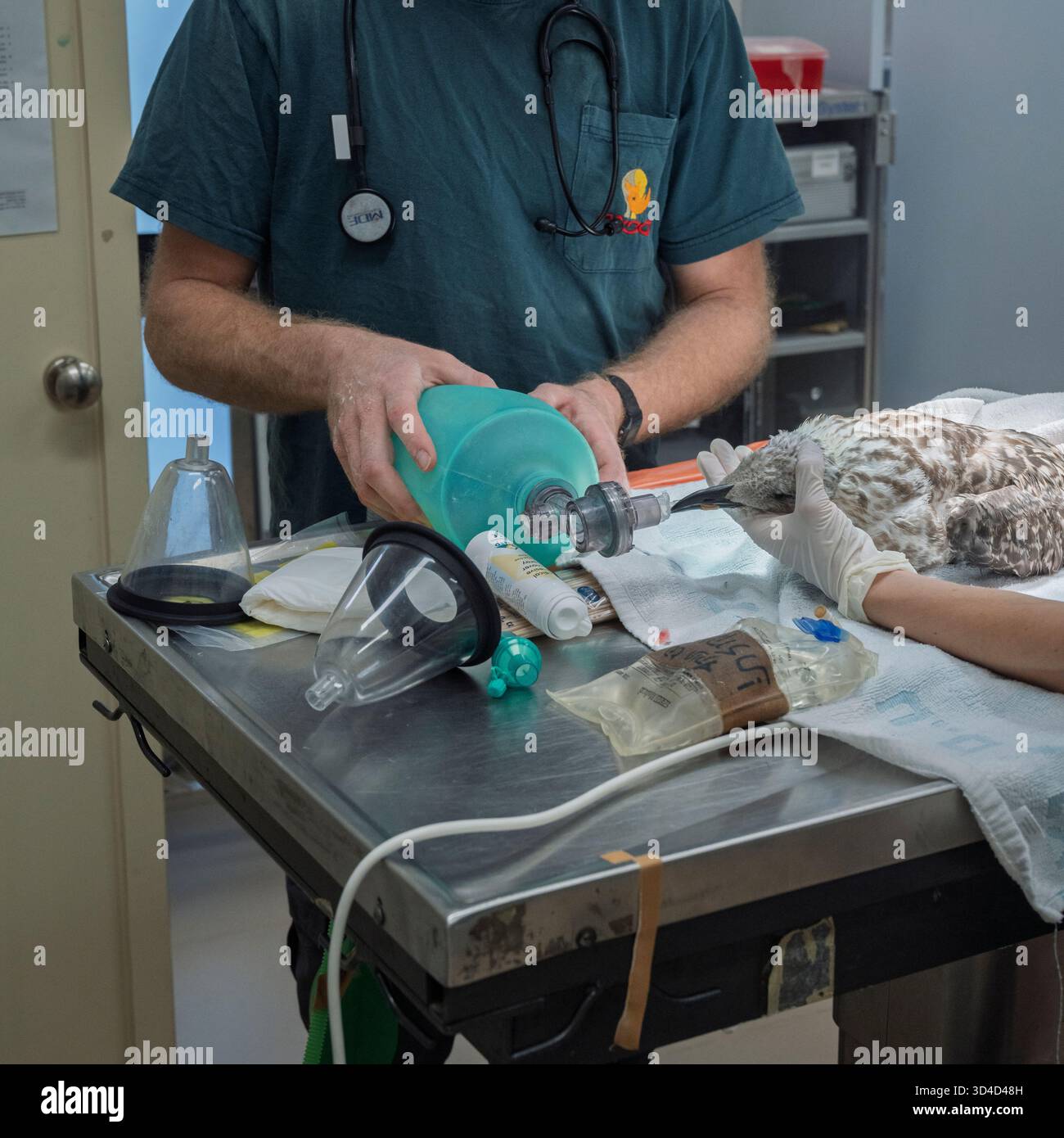 Respiration artificielle lors d'une opération sur un goéland à pattes jaunes anesthésié (Larus michahellis) photographié à l'Hôpital israélien de la faune, Ra Banque D'Images
