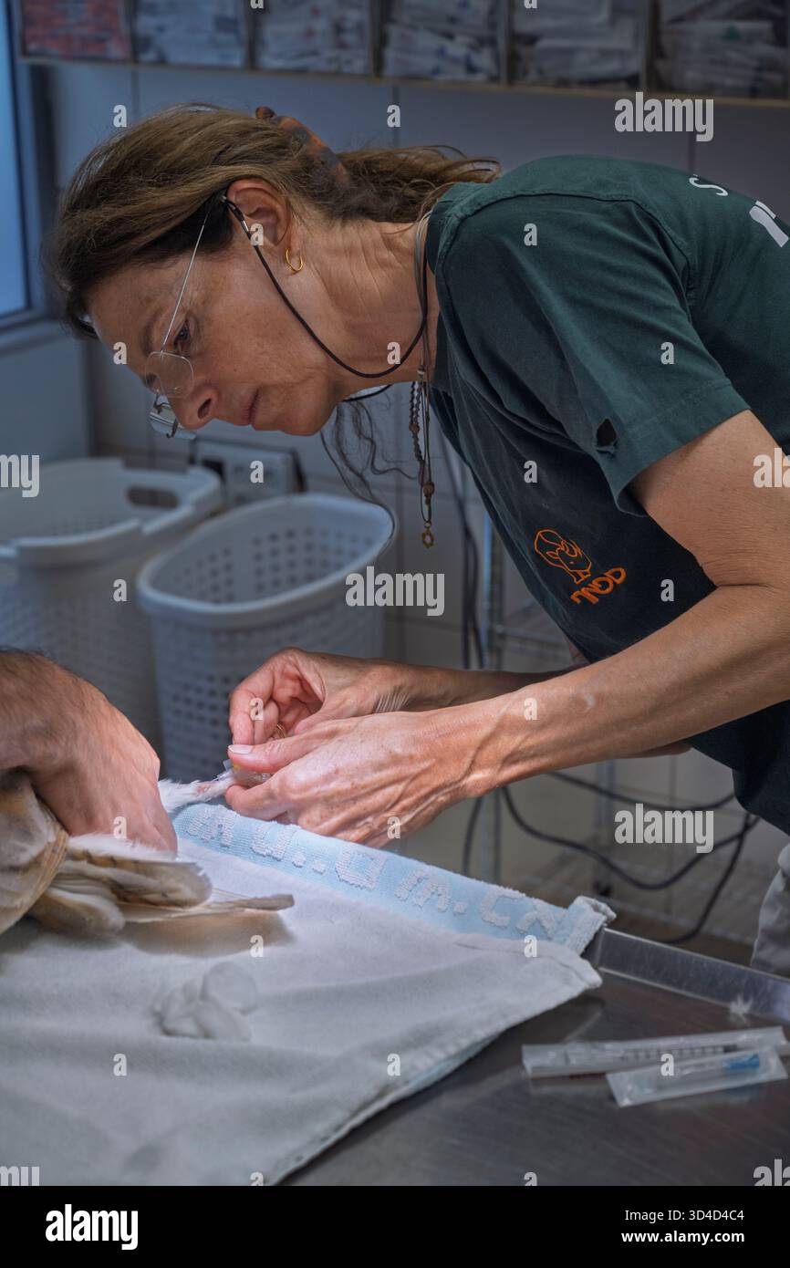 Le personnel infirmier prélève du sang sur la jambe d'un hibou de grange occidental anesthésié (Tyto alba). Le sang sera analysé et un protocole de traitement sera établi Banque D'Images