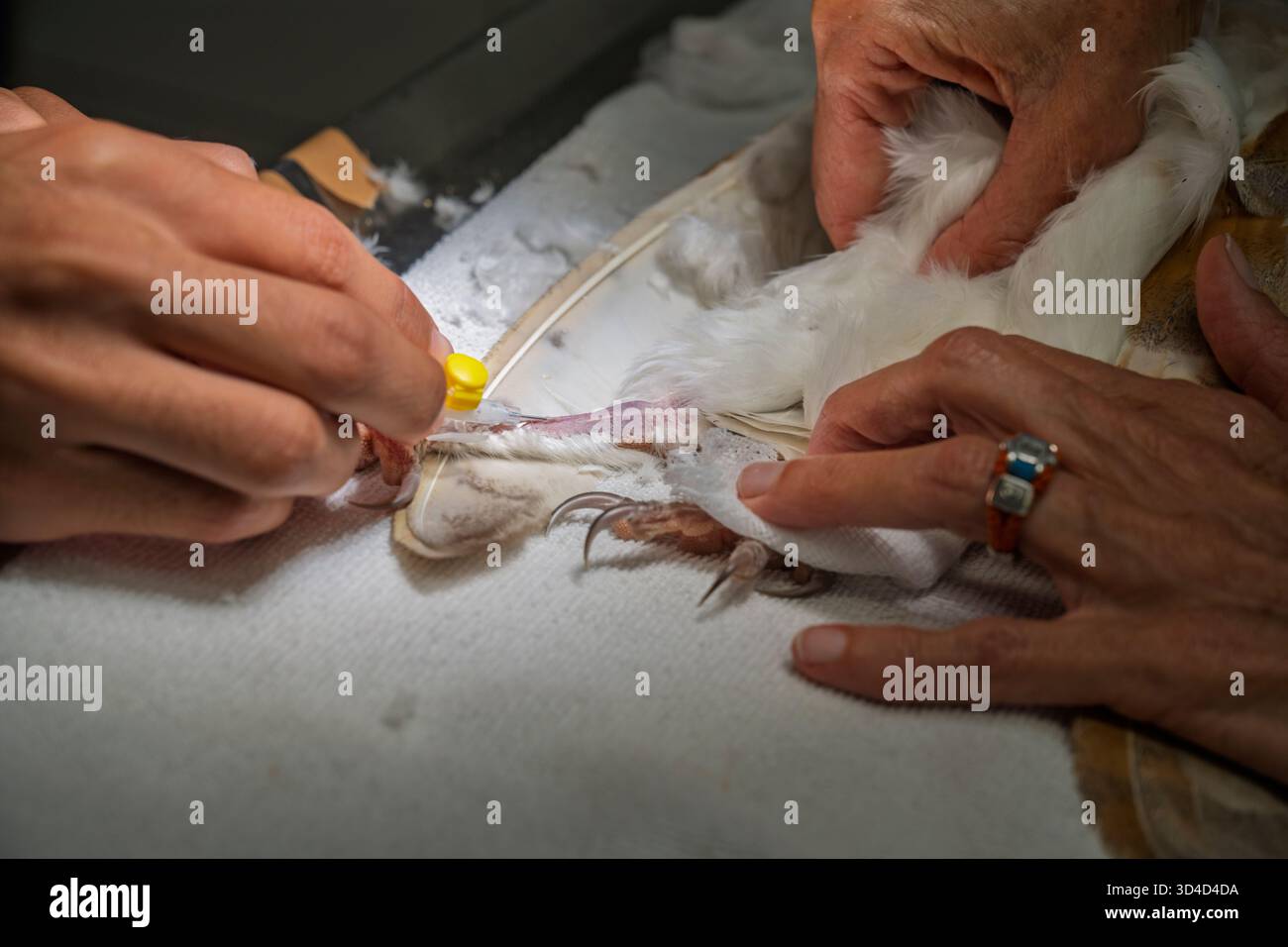 Le personnel infirmier prélève du sang sur la jambe d'un hibou de grange occidental anesthésié (Tyto alba). Le sang sera analysé et un protocole de traitement sera établi Banque D'Images