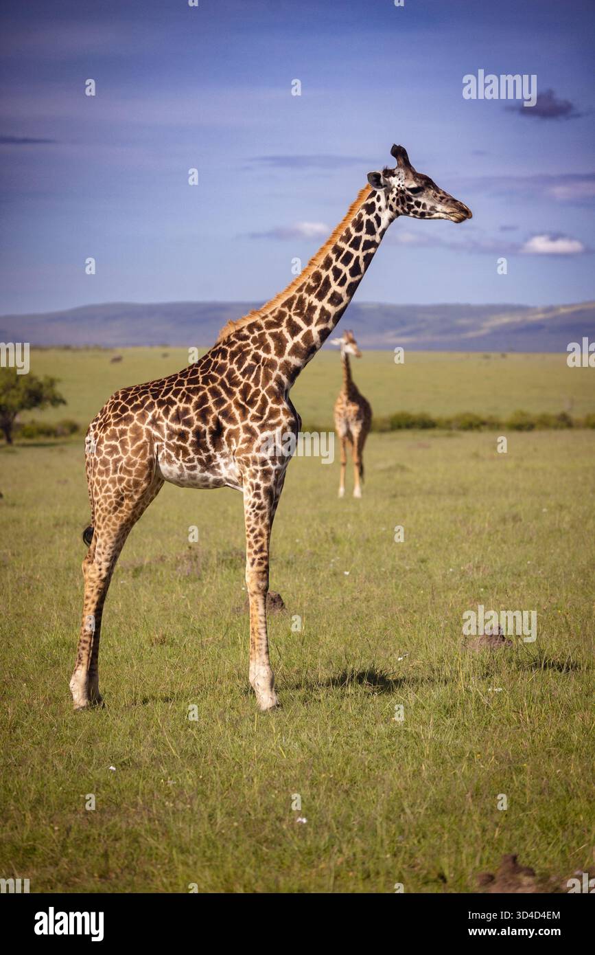 La girafe Masai (Giraffa tippelskirchi aka Giraffa camelopardalis tippelskirchi) s'écrit également girafe Masai, photographiée au Masai Mara national Re Banque D'Images