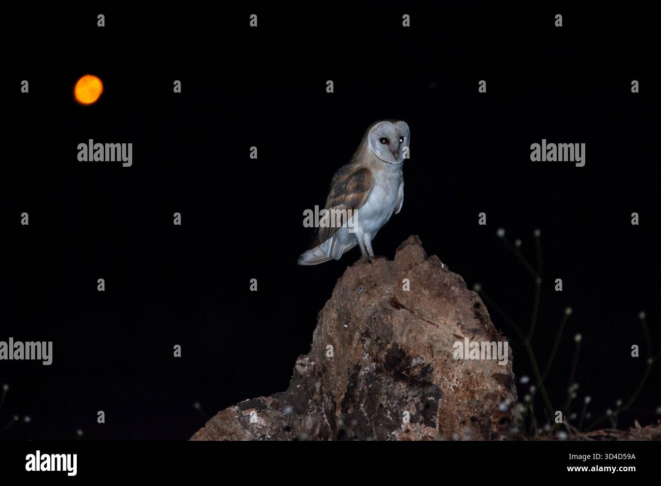 Chouette grange (Tyto alba) sur une branche la nuit avec une pleine lune en arrière-plan, Carmel, Israël Banque D'Images
