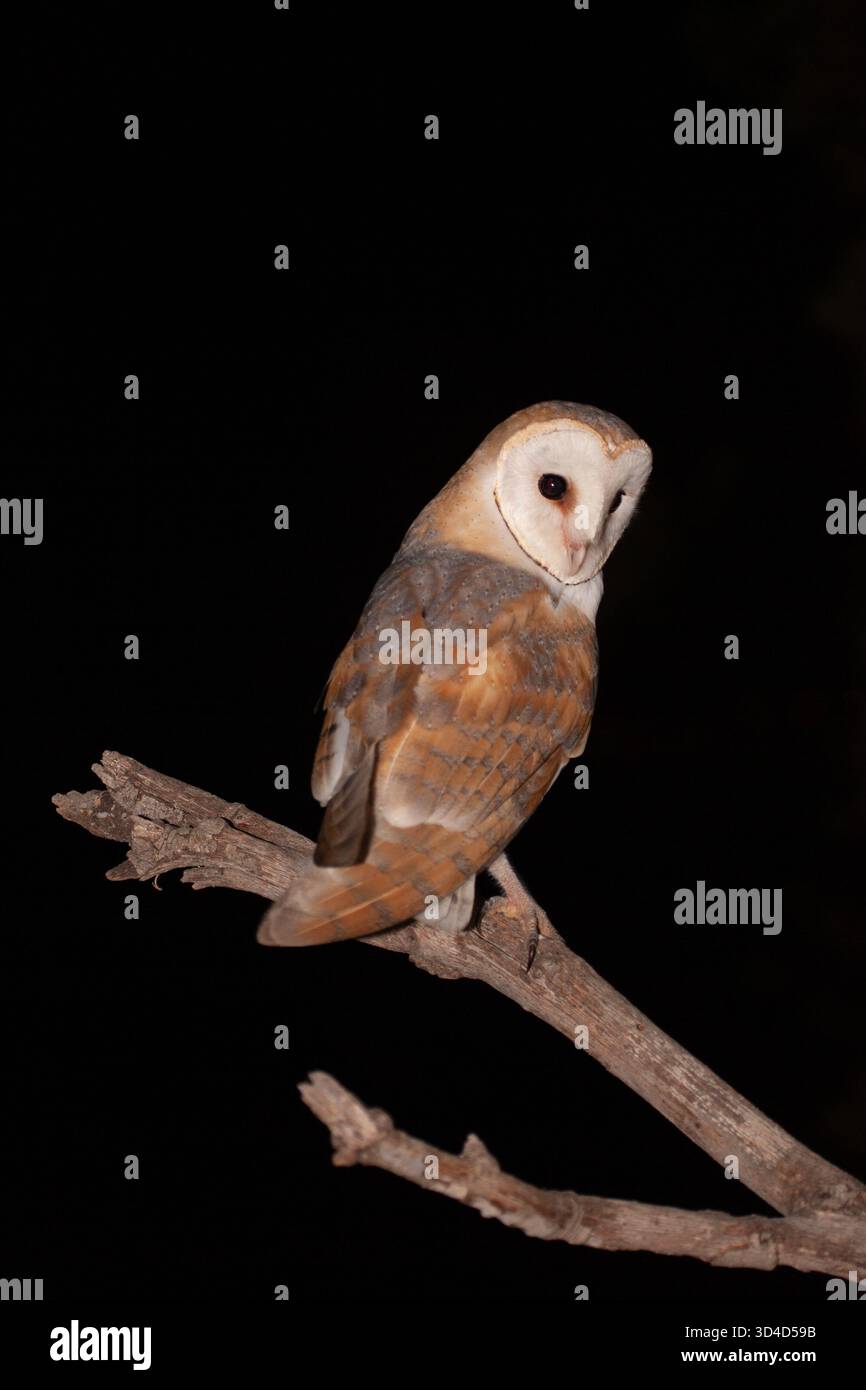 Effraie des clochers (Tyto alba) sur une branche dans la nuit, Carmel, Israël Banque D'Images