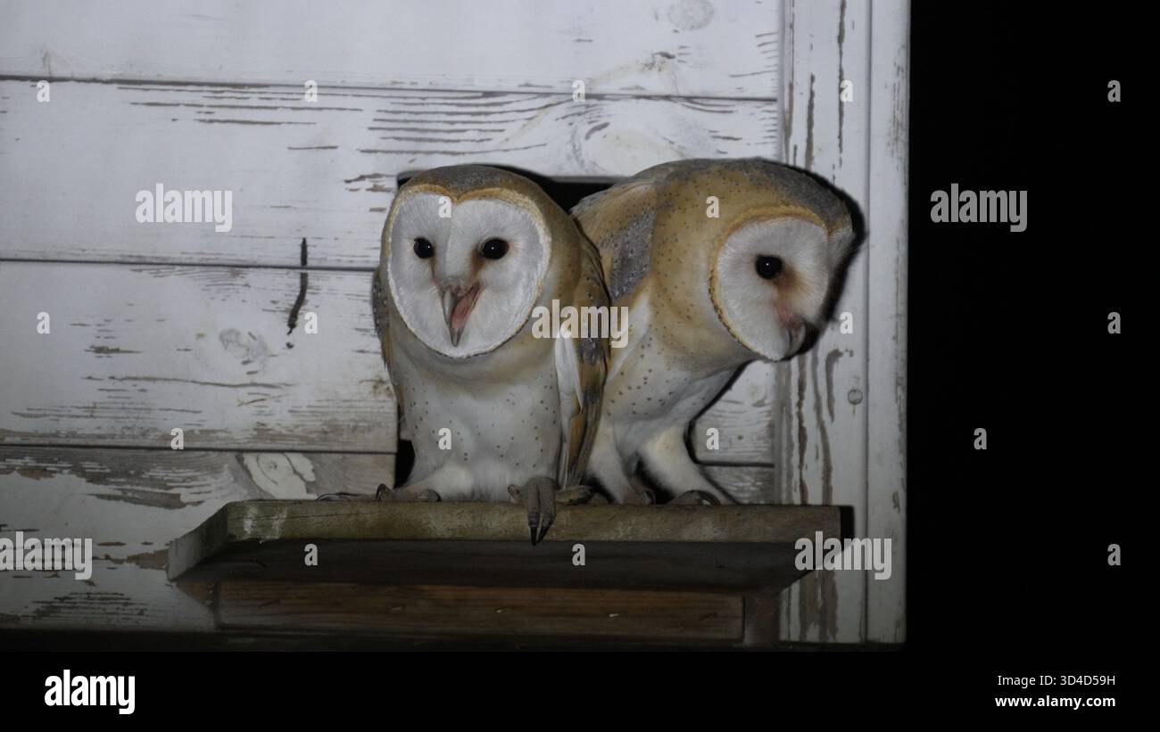 Chouettes de la grange (Tyto alba) dans une plate-forme de nidification faite par l'homme la nuit, Carmel, Israël la chouette de la grange est un contrôle naturel des parasites. Barn Owls sont l'un des plus ec Banque D'Images