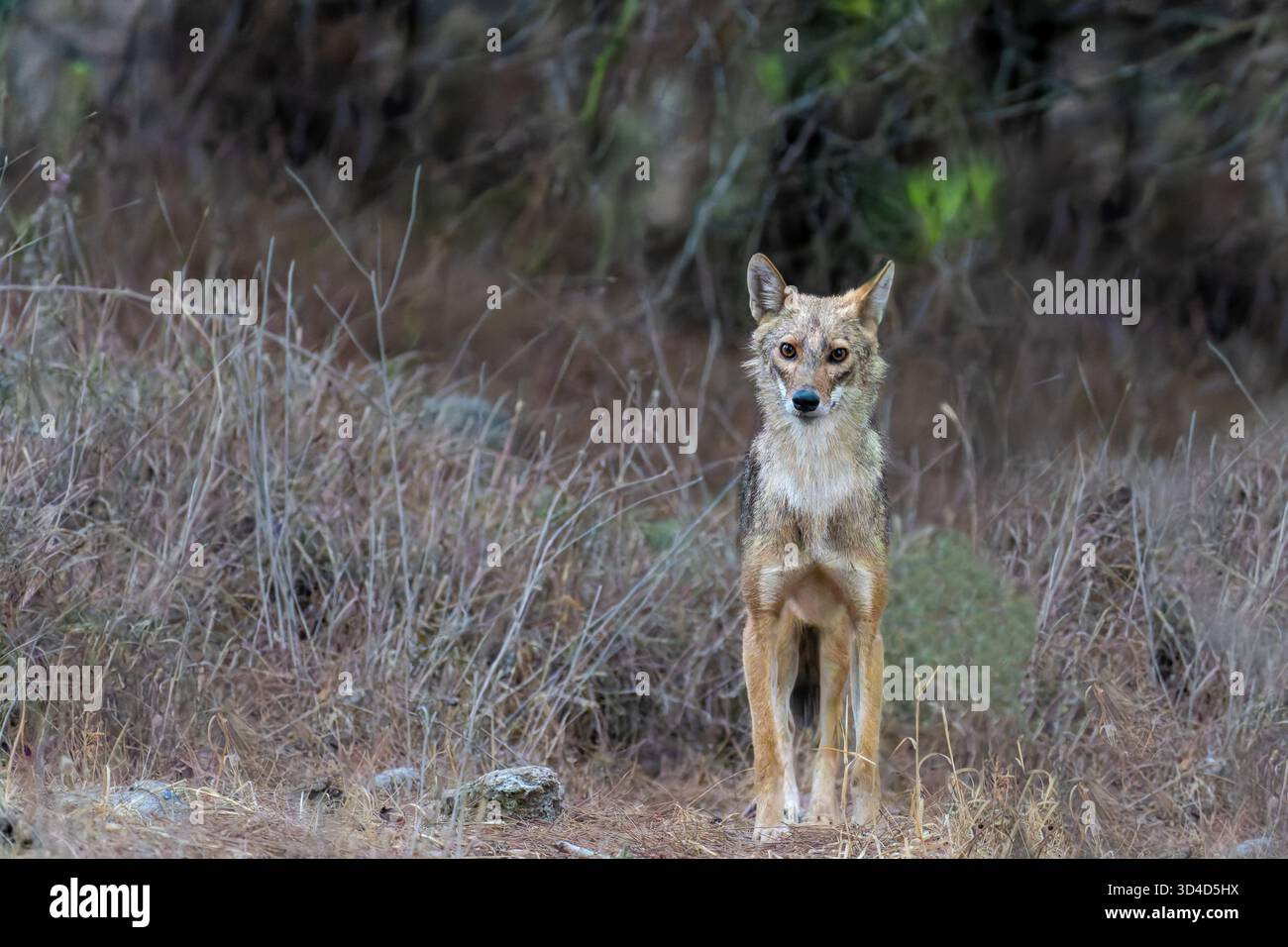 Le chacal doré (Canis aureus), également appelé l'asiatic, oriental ou chacal commun. Photographié en Israël Banque D'Images