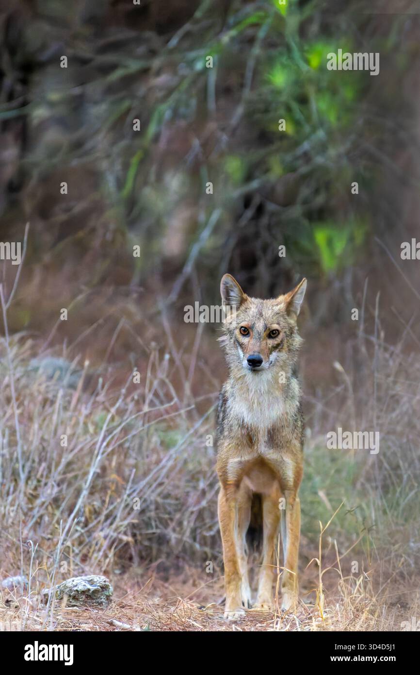 Le chacal doré (Canis aureus), également appelé l'asiatic, oriental ou chacal commun. Photographié en Israël Banque D'Images