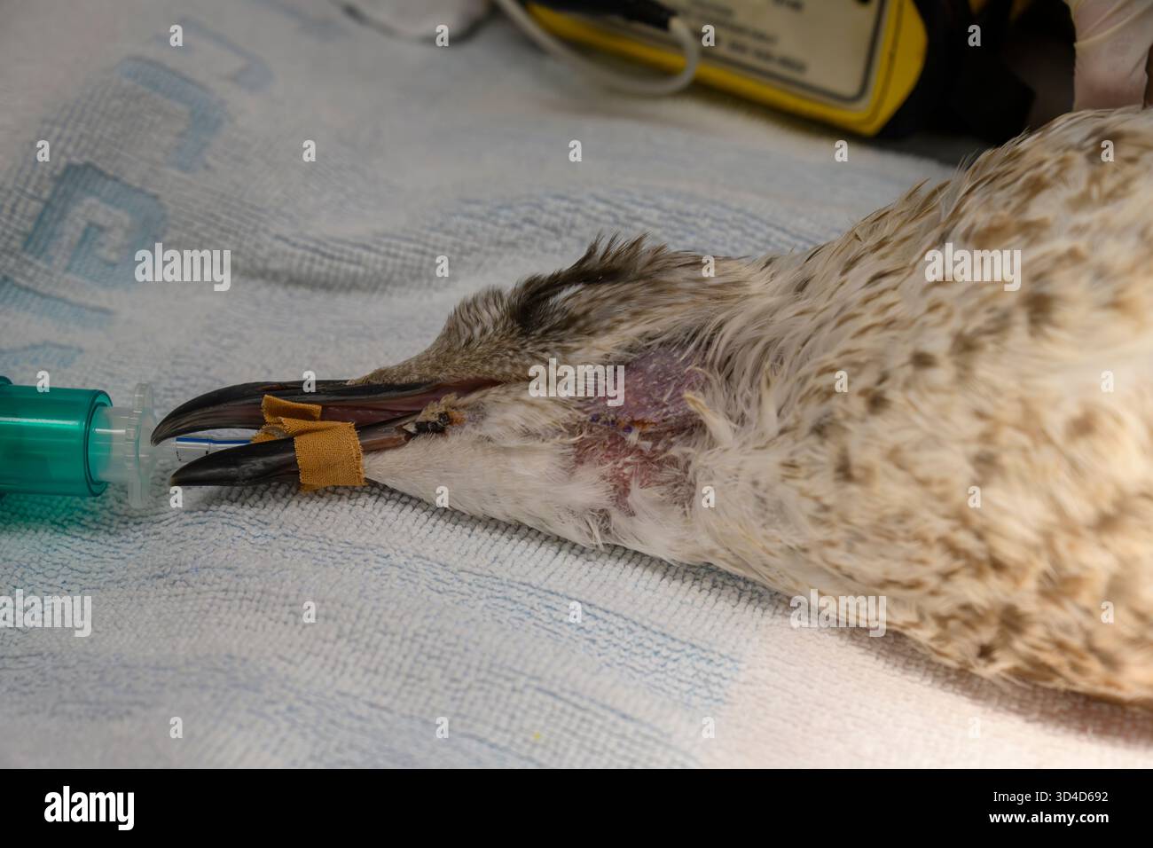 Des vétérinaires opèrent sur un goéland à pattes jaunes anesthésié (Larus michahellis) photographié à l'Hôpital israélien de la faune, Ramat Gan, Banque D'Images