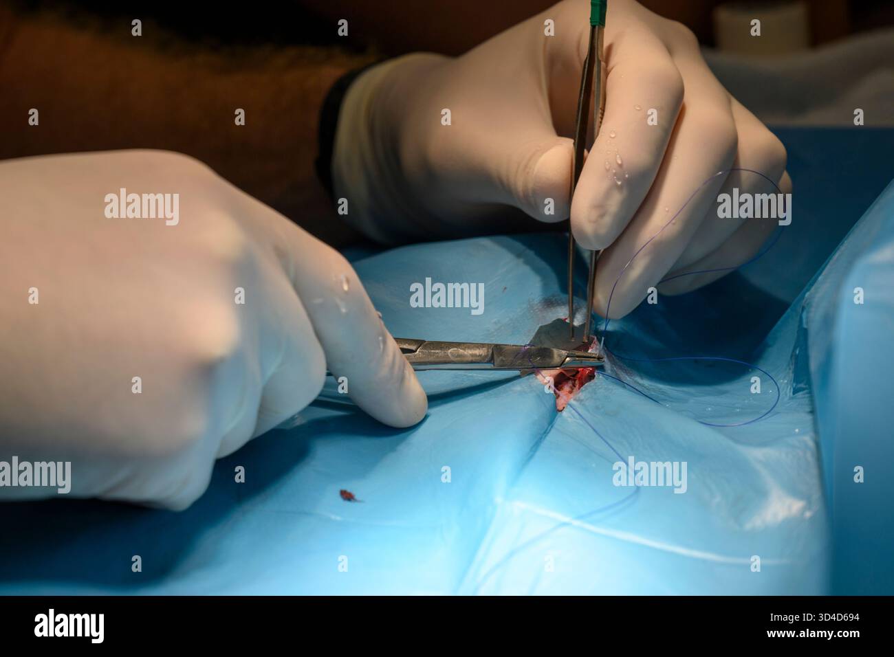 Des vétérinaires opèrent sur un goéland à pattes jaunes anesthésié (Larus michahellis) photographié à l'Hôpital israélien de la faune, Ramat Gan, Banque D'Images