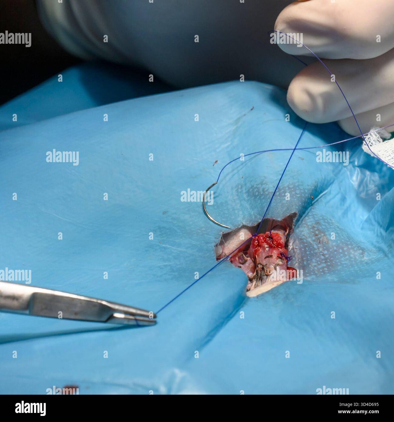 Des vétérinaires opèrent sur un goéland à pattes jaunes anesthésié (Larus michahellis) photographié à l'Hôpital israélien de la faune, Ramat Gan, Banque D'Images