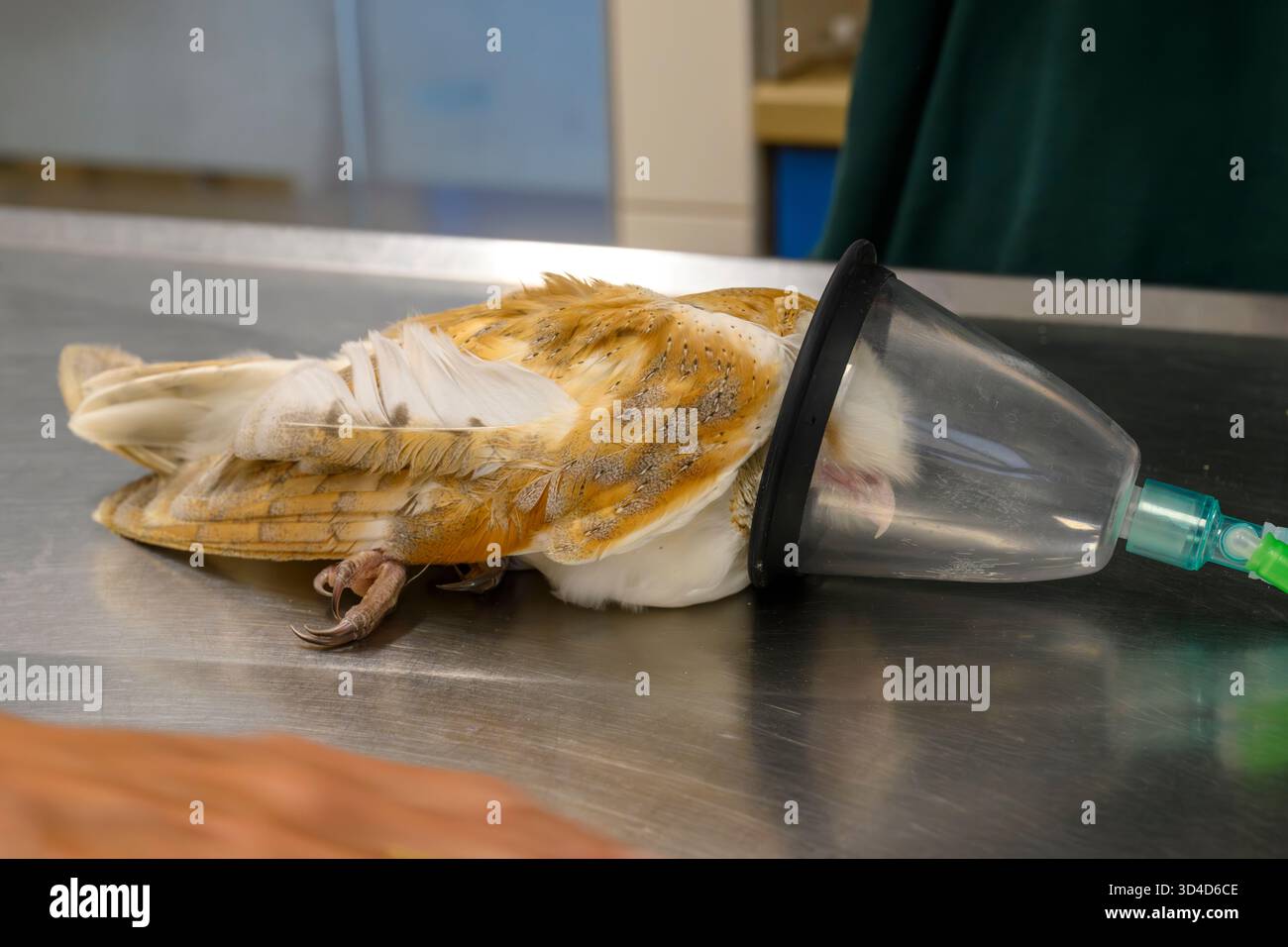 Le personnel vétérinaire traite une chouette de grange de l'Ouest anesthésiée (Tyto alba) pour une blessure sur son aile photographiée à l'hôpital israélien de la faune, Banque D'Images