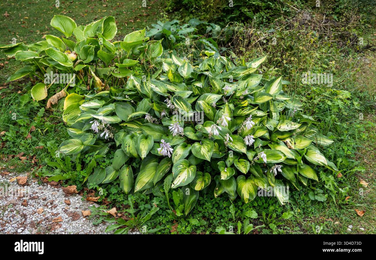 Grappe de fleurs Hosta en fleurs photographiées dans les Alpes autrichiennes en août Banque D'Images