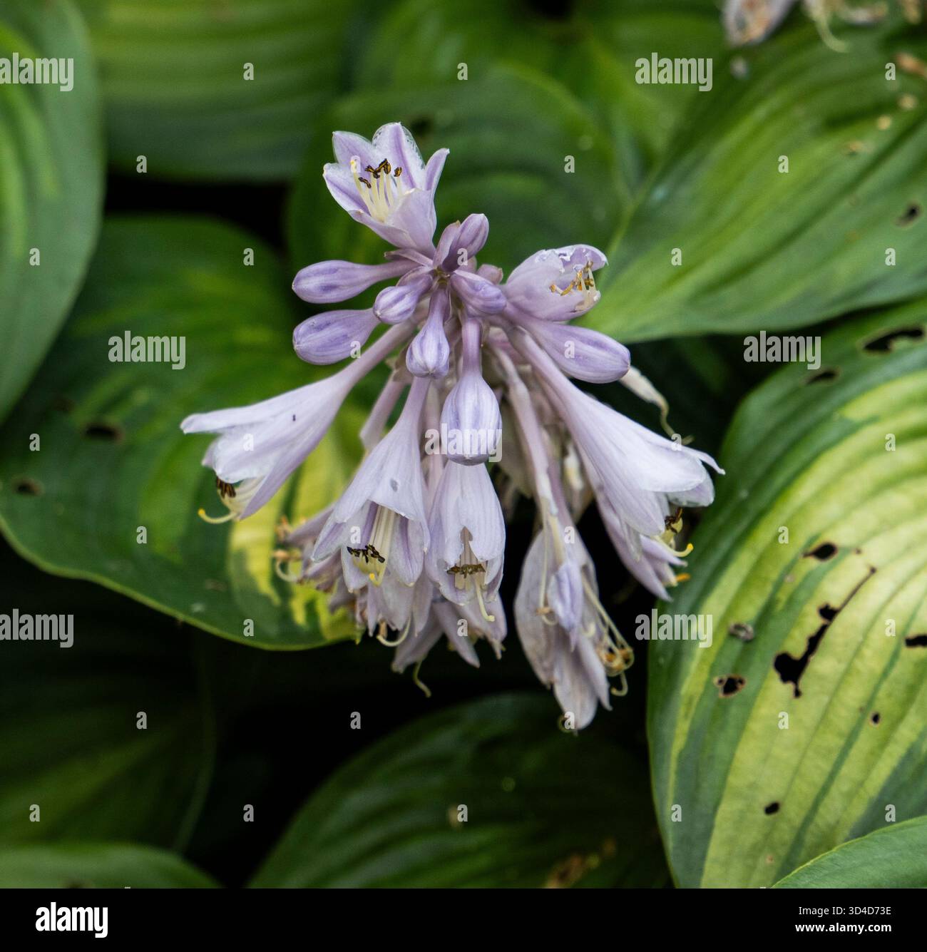 Grappe de fleurs Hosta en fleurs photographiées dans les Alpes autrichiennes en août Banque D'Images