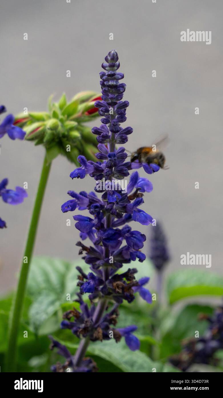 Salvia farinacea, également connue sous le nom de sauge mealycup ou sauge bleue, avec une abeille dessus.photographié dans les Alpes autrichiennes en août Banque D'Images