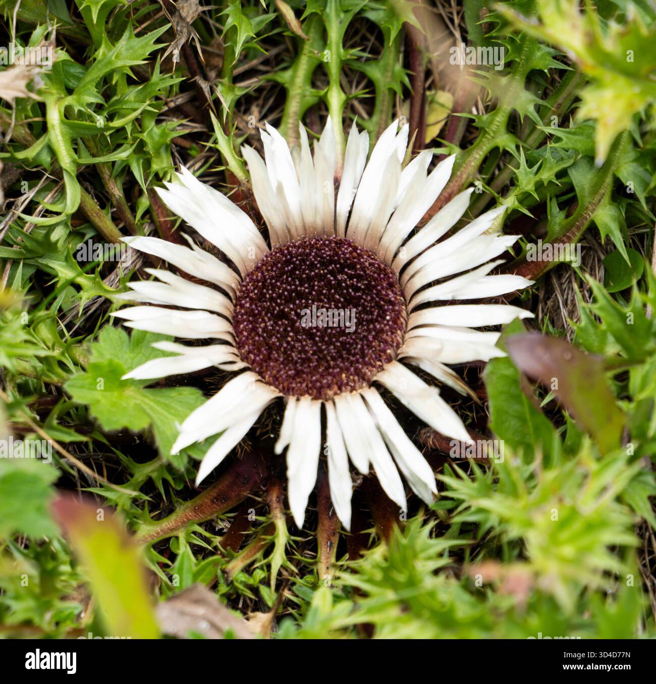 Chardon Psilver (Carlina acaulis), également connu sous le nom de chardon de carline sans tige ou chardon de carline nain. Hotographié dans les Alpes autrichiennes en août Banque D'Images